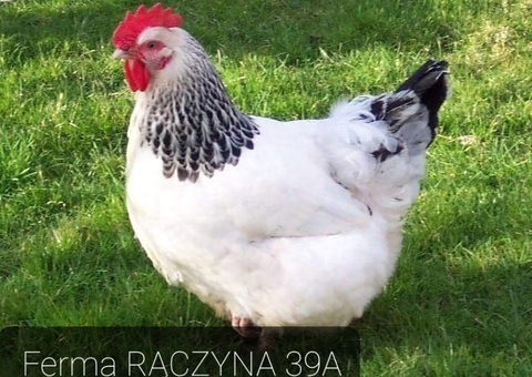 Kury młode nioski kaczki Gęsi Brojlery - 1/3