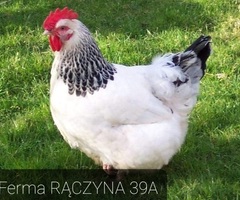 Kury młode nioski kaczki Gęsi Brojlery
