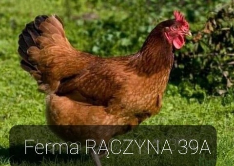 Kury młode nioski kaczki Gęsi Brojlery - 2/3